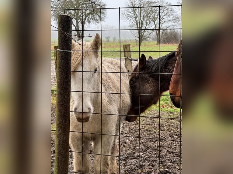 Cob Irlandese / Tinker / Gypsy Vanner Giumenta 2 Anni 150 cm Palomino in Neustadt am Rübenberge