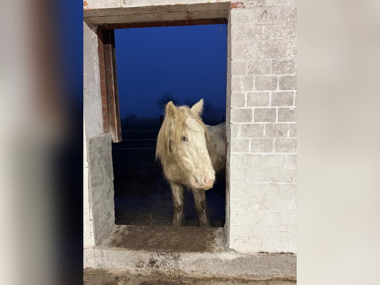 Cob Irlandese / Tinker / Gypsy Vanner Giumenta 2 Anni 150 cm Palomino in Neustadt am Rübenberge