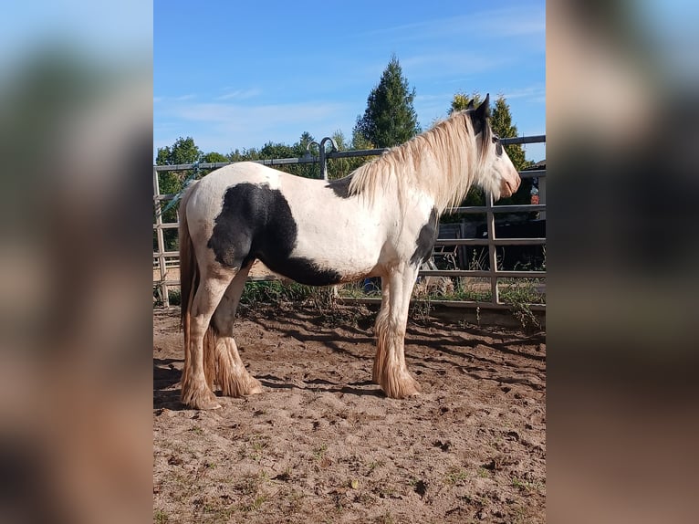 Cob Irlandese / Tinker / Gypsy Vanner Giumenta 2 Anni 150 cm Pezzato in Wlen