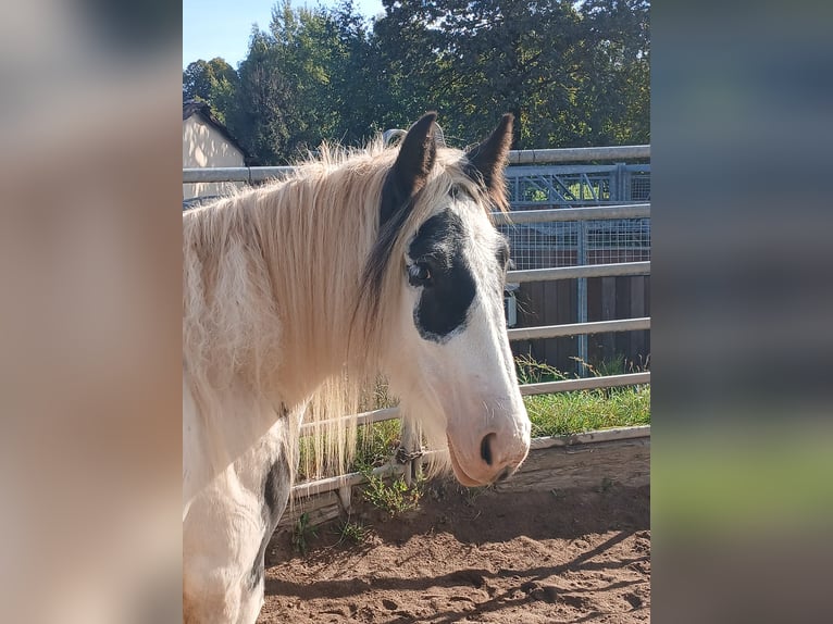 Cob Irlandese / Tinker / Gypsy Vanner Giumenta 2 Anni 150 cm Pezzato in Wlen