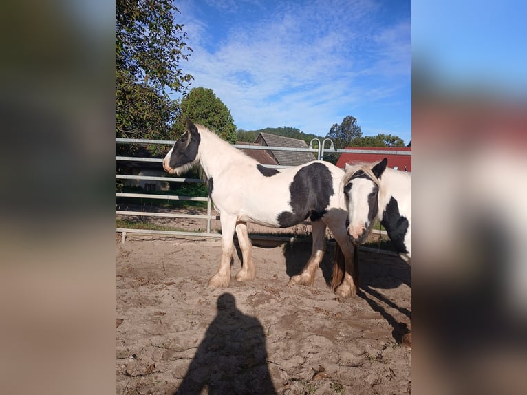 Cob Irlandese / Tinker / Gypsy Vanner Giumenta 2 Anni 150 cm Pezzato in Wlen