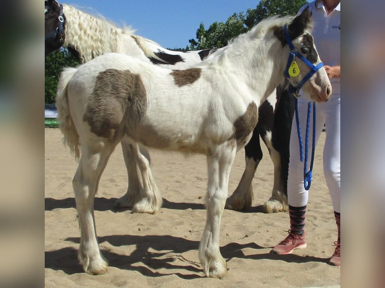 Cob Irlandese / Tinker / Gypsy Vanner Giumenta 2 Anni 150 cm Pezzato in Wlen