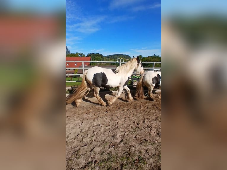 Cob Irlandese / Tinker / Gypsy Vanner Giumenta 2 Anni 150 cm Pezzato in Wlen