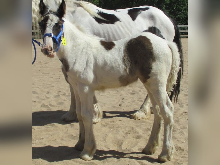 Cob Irlandese / Tinker / Gypsy Vanner Giumenta 2 Anni 150 cm Pezzato in Wlen