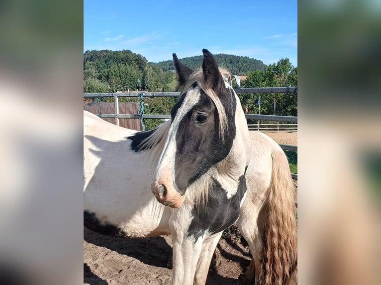 Cob Irlandese / Tinker / Gypsy Vanner Giumenta 2 Anni 150 cm Pezzato in Wlen