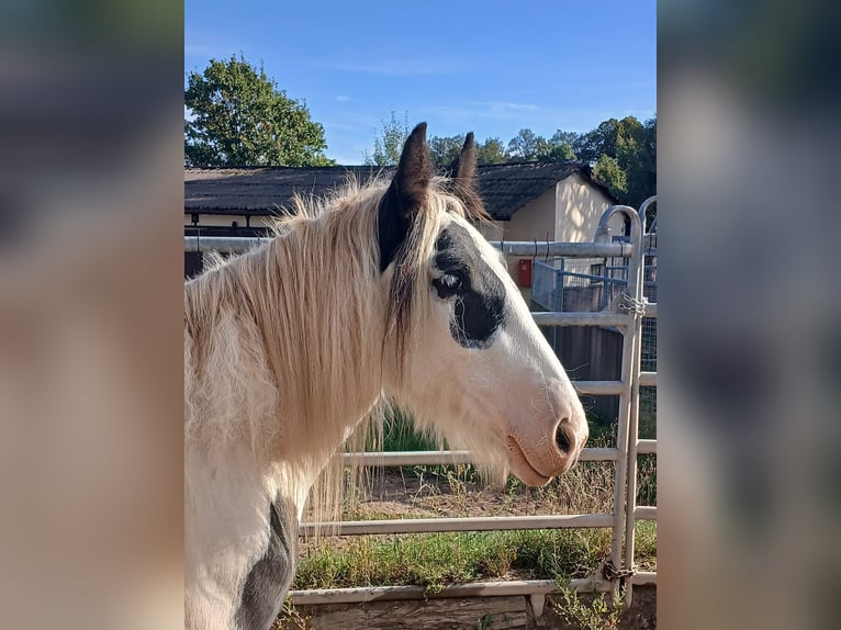 Cob Irlandese / Tinker / Gypsy Vanner Giumenta 2 Anni 150 cm Pezzato in Wlen