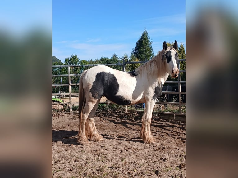 Cob Irlandese / Tinker / Gypsy Vanner Giumenta 2 Anni 150 cm Pezzato in Wlen