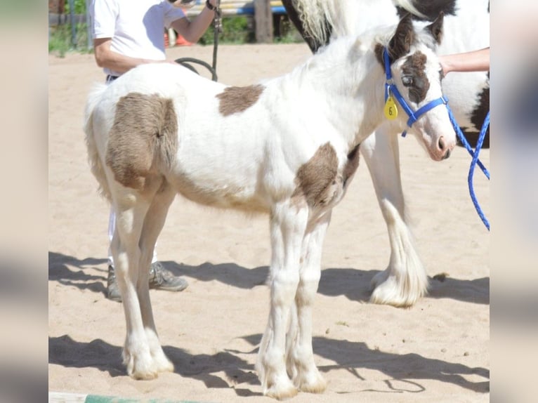 Cob Irlandese / Tinker / Gypsy Vanner Giumenta 2 Anni 150 cm Pezzato in Wlen