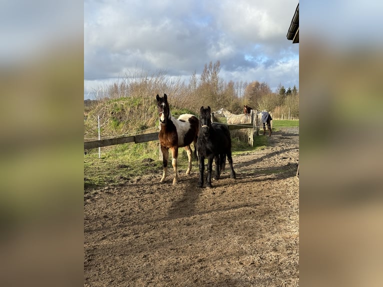 Cob Irlandese / Tinker / Gypsy Vanner Mix Giumenta 2 Anni Morello in S&#xFC;derbrarup