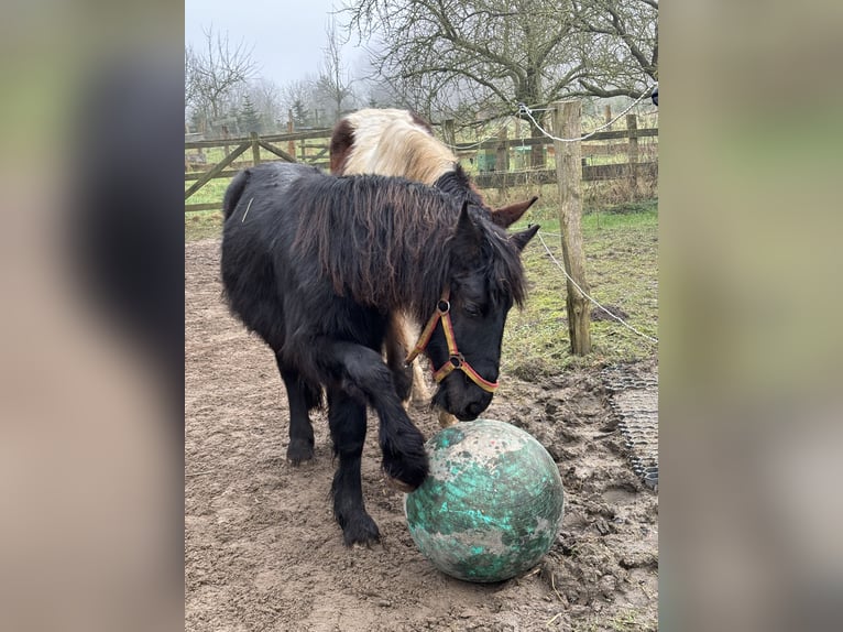 Cob Irlandese / Tinker / Gypsy Vanner Mix Giumenta 2 Anni Morello in S&#xFC;derbrarup