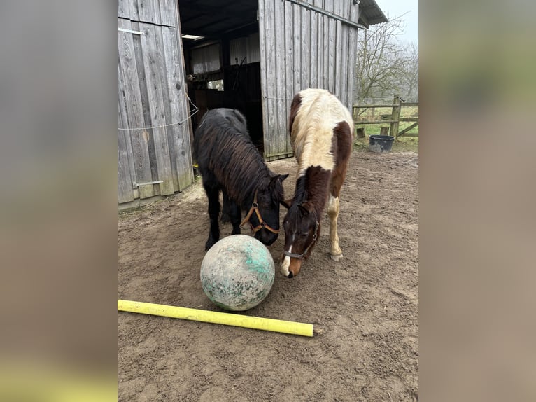 Cob Irlandese / Tinker / Gypsy Vanner Mix Giumenta 2 Anni Morello in S&#xFC;derbrarup