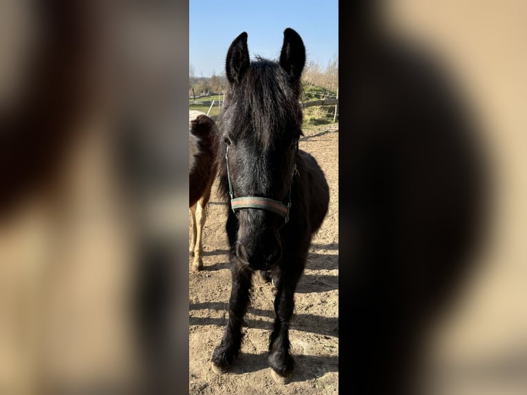 Cob Irlandese / Tinker / Gypsy Vanner Mix Giumenta 2 Anni Morello in S&#xFC;derbrarup