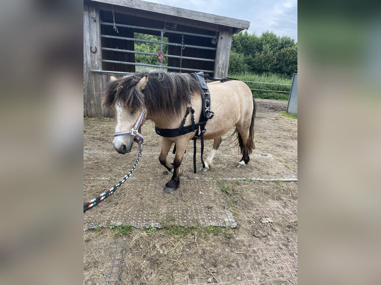 Cob Irlandese / Tinker / Gypsy Vanner Mix Giumenta 3 Anni 125 cm Pelle di daino in HedwigenkoogBüsum