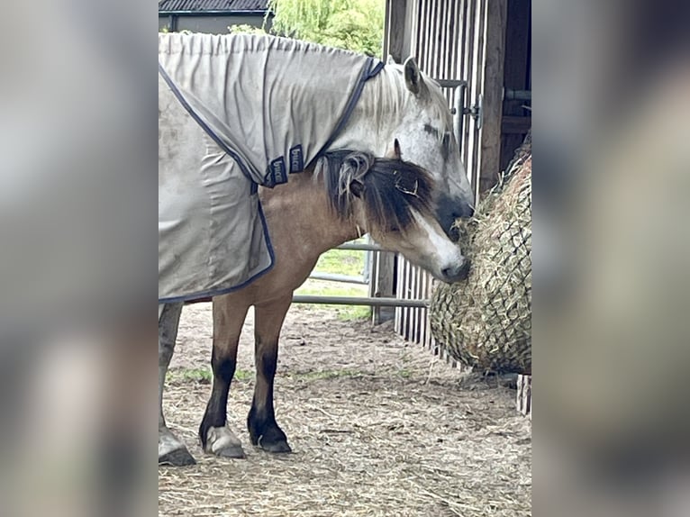 Cob Irlandese / Tinker / Gypsy Vanner Mix Giumenta 3 Anni 125 cm Pelle di daino in HedwigenkoogBüsum