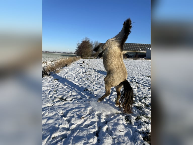 Cob Irlandese / Tinker / Gypsy Vanner Mix Giumenta 3 Anni 125 cm Pelle di daino in HedwigenkoogBüsum