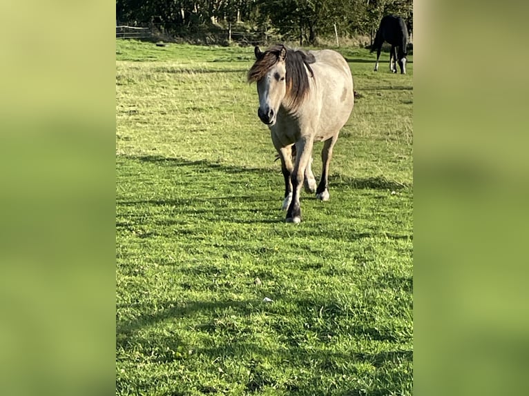 Cob Irlandese / Tinker / Gypsy Vanner Mix Giumenta 3 Anni 125 cm Pelle di daino in HedwigenkoogBüsum