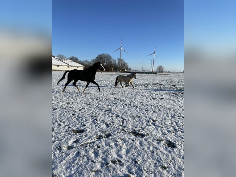 Cob Irlandese / Tinker / Gypsy Vanner Mix Giumenta 3 Anni 125 cm Pelle di daino in HedwigenkoogBüsum