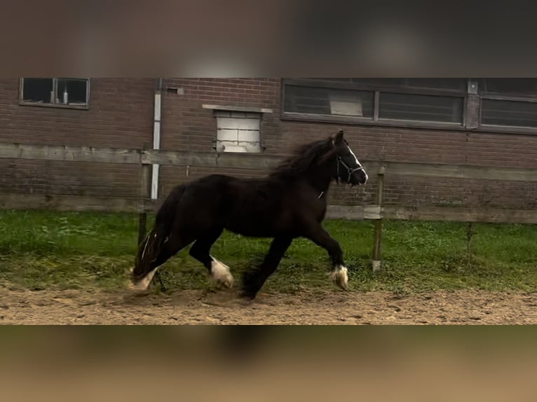 Cob Irlandese / Tinker / Gypsy Vanner Giumenta 3 Anni 134 cm Baio scuro in Dirksland