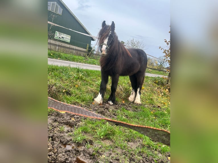 Cob Irlandese / Tinker / Gypsy Vanner Giumenta 3 Anni 134 cm Baio scuro in Dirksland