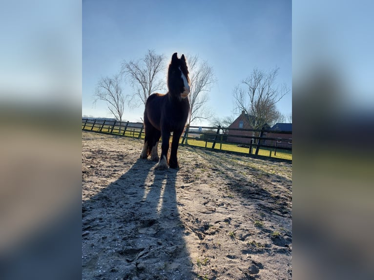 Cob Irlandese / Tinker / Gypsy Vanner Giumenta 3 Anni 134 cm Baio scuro in Dirksland