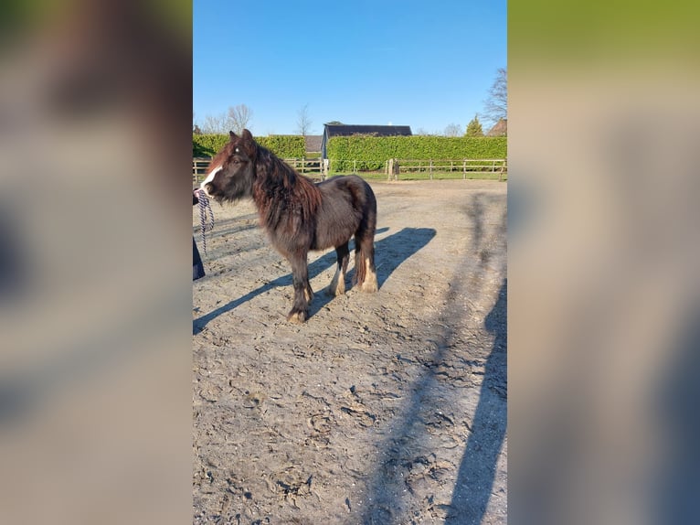 Cob Irlandese / Tinker / Gypsy Vanner Giumenta 3 Anni 134 cm Baio scuro in Dirksland