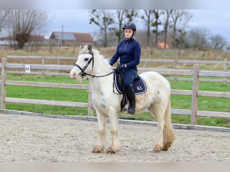 Cob Irlandese / Tinker / Gypsy Vanner Giumenta 3 Anni 135 cm Bianco in Bogaarden