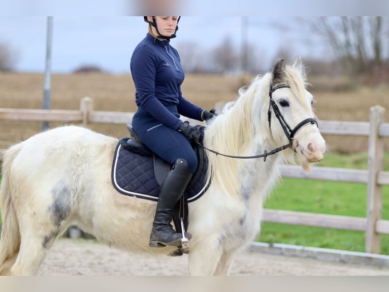 Cob Irlandese / Tinker / Gypsy Vanner Giumenta 3 Anni 135 cm Bianco in Bogaarden