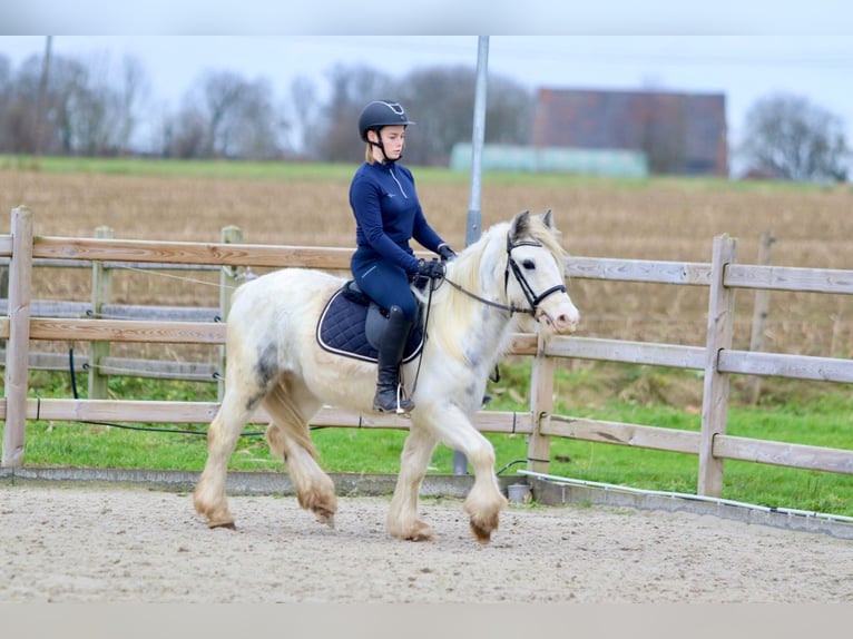 Cob Irlandese / Tinker / Gypsy Vanner Giumenta 3 Anni 135 cm Bianco in Bogaarden