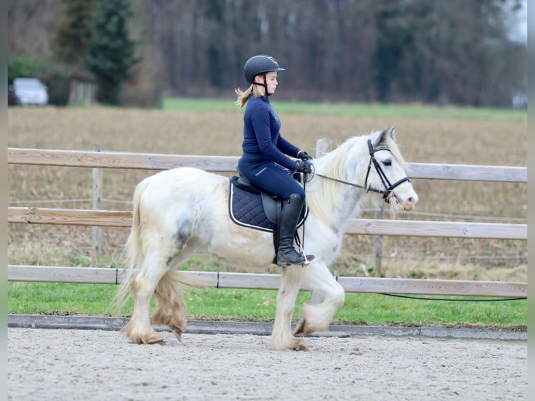 Cob Irlandese / Tinker / Gypsy Vanner Giumenta 3 Anni 135 cm Bianco in Bogaarden