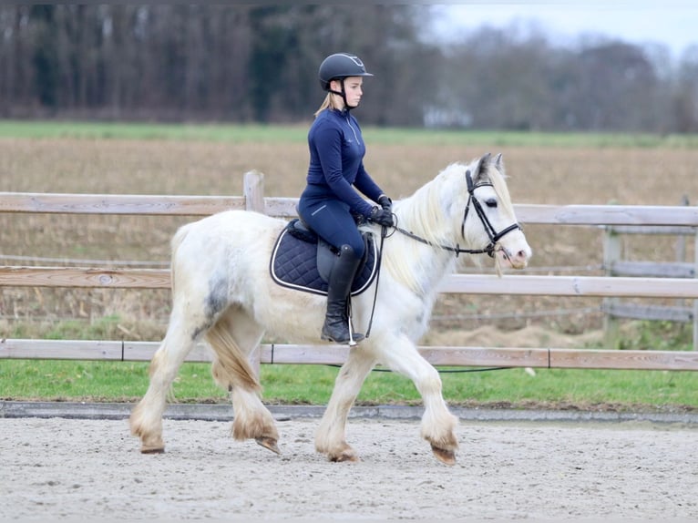 Cob Irlandese / Tinker / Gypsy Vanner Giumenta 3 Anni 135 cm Bianco in Bogaarden