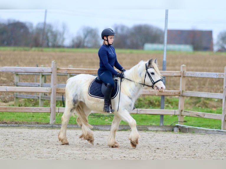 Cob Irlandese / Tinker / Gypsy Vanner Giumenta 3 Anni 135 cm Bianco in Bogaarden