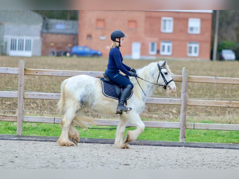 Cob Irlandese / Tinker / Gypsy Vanner Giumenta 3 Anni 135 cm Bianco in Bogaarden