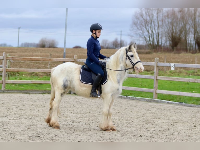 Cob Irlandese / Tinker / Gypsy Vanner Giumenta 3 Anni 135 cm Bianco in Bogaarden