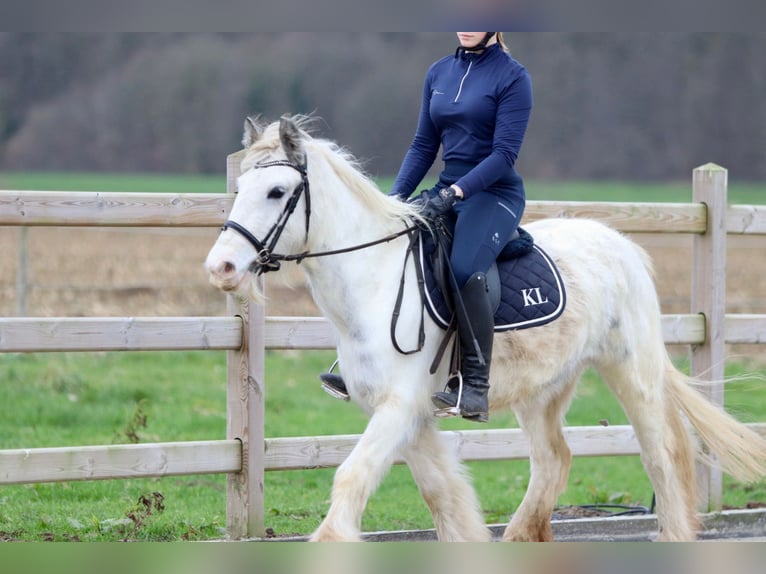 Cob Irlandese / Tinker / Gypsy Vanner Giumenta 3 Anni 135 cm Bianco in Bogaarden