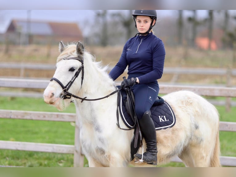 Cob Irlandese / Tinker / Gypsy Vanner Giumenta 3 Anni 135 cm Bianco in Bogaarden