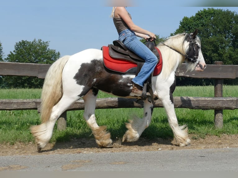 Cob Irlandese / Tinker / Gypsy Vanner Giumenta 3 Anni 135 cm Pezzato in Lathen