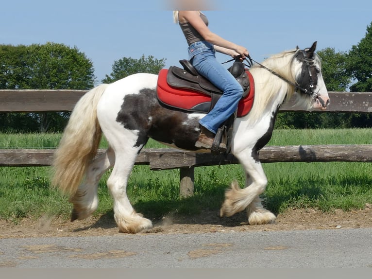 Cob Irlandese / Tinker / Gypsy Vanner Giumenta 3 Anni 135 cm Pezzato in Lathen