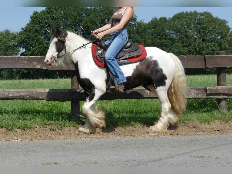 Cob Irlandese / Tinker / Gypsy Vanner Giumenta 3 Anni 135 cm Pezzato in Lathen