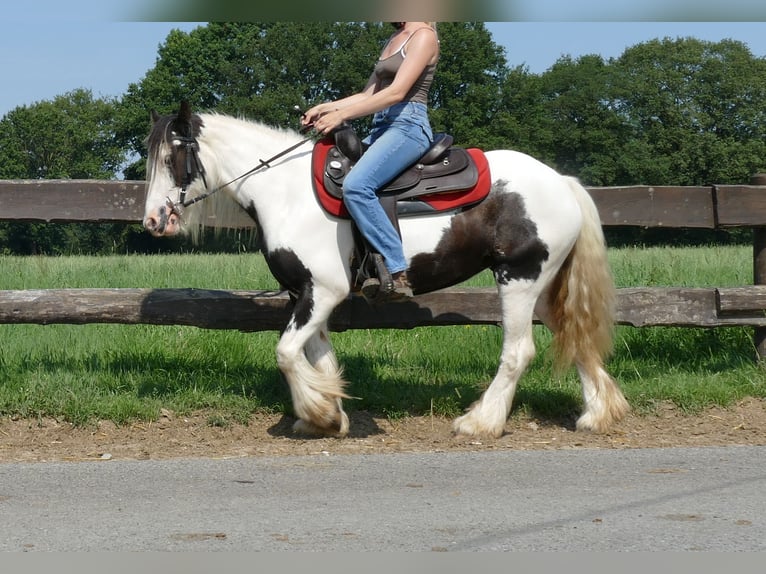 Cob Irlandese / Tinker / Gypsy Vanner Giumenta 3 Anni 135 cm Pezzato in Lathen