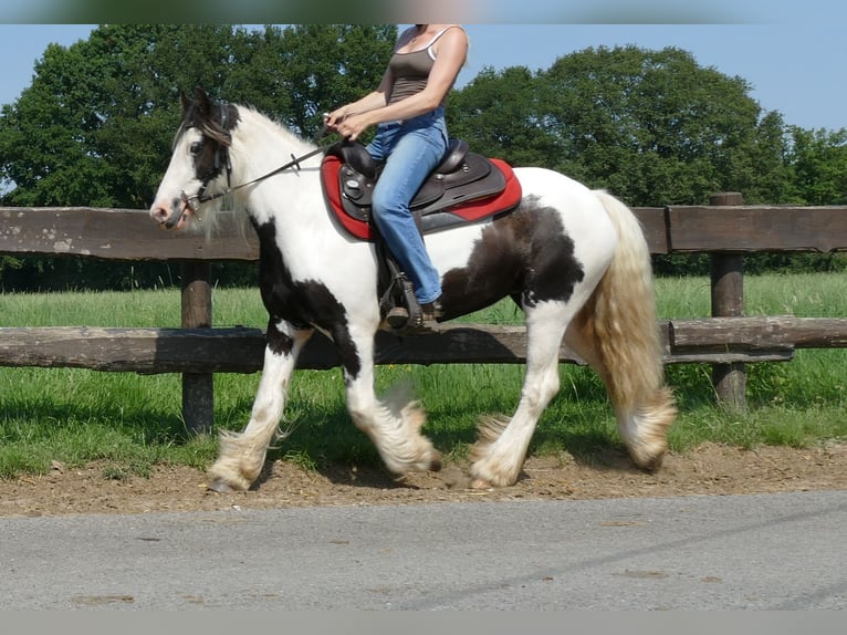 Cob Irlandese / Tinker / Gypsy Vanner Giumenta 3 Anni 135 cm Pezzato in Lathen