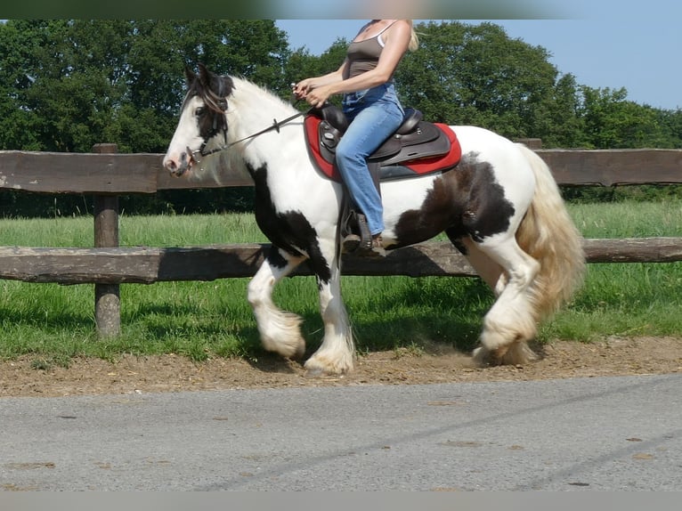 Cob Irlandese / Tinker / Gypsy Vanner Giumenta 3 Anni 135 cm Pezzato in Lathen