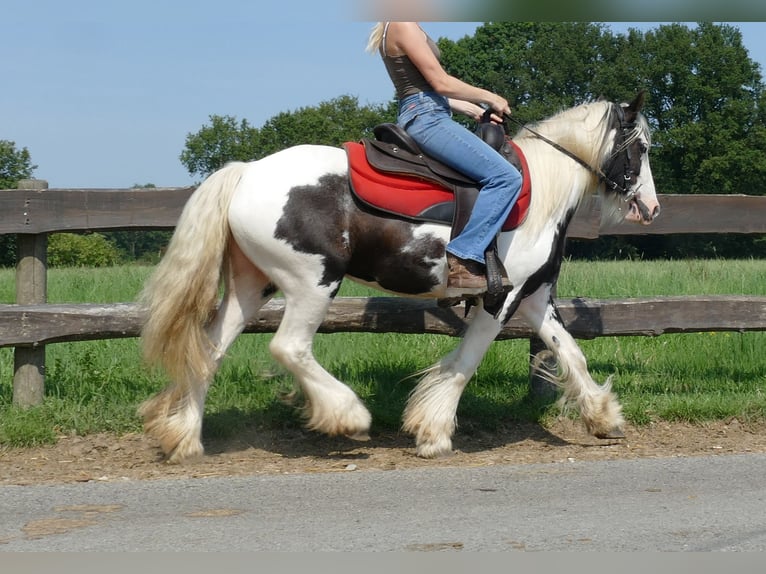 Cob Irlandese / Tinker / Gypsy Vanner Giumenta 3 Anni 135 cm Pezzato in Lathen