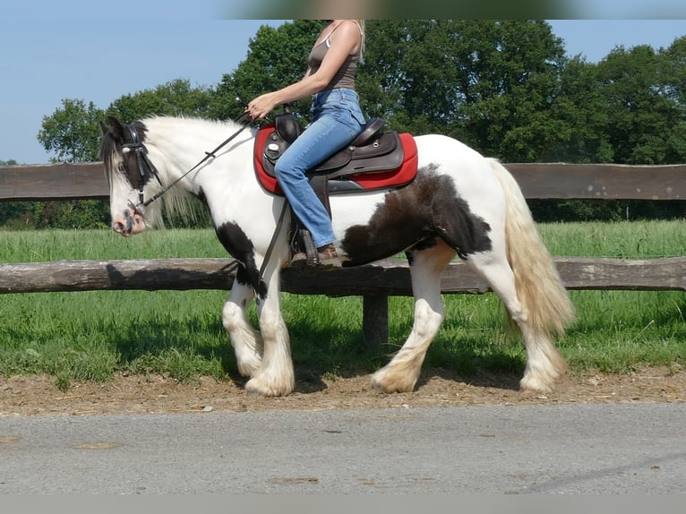 Cob Irlandese / Tinker / Gypsy Vanner Giumenta 3 Anni 135 cm Pezzato in Lathen