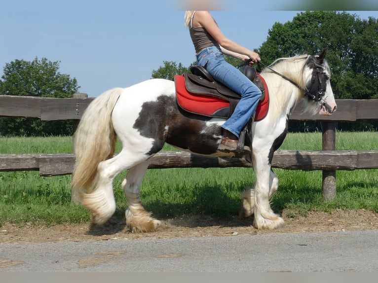 Cob Irlandese / Tinker / Gypsy Vanner Giumenta 3 Anni 135 cm Pezzato in Lathen