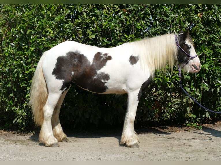 Cob Irlandese / Tinker / Gypsy Vanner Giumenta 3 Anni 135 cm Pezzato in Lathen