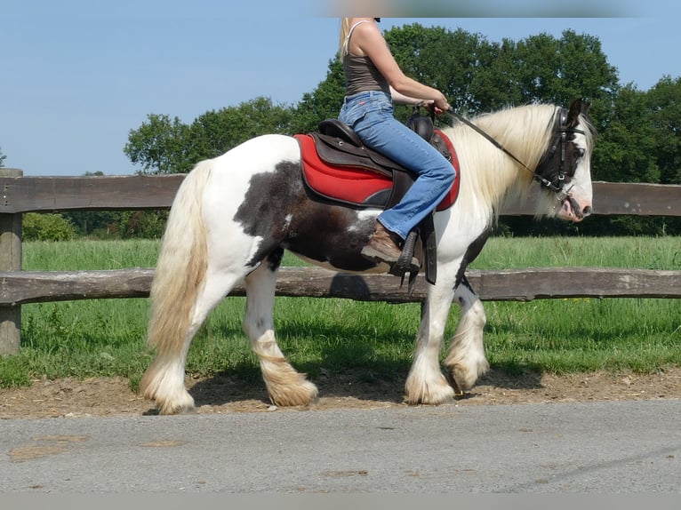 Cob Irlandese / Tinker / Gypsy Vanner Giumenta 3 Anni 135 cm Pezzato in Lathen