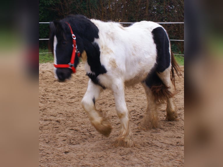 Cob Irlandese / Tinker / Gypsy Vanner Giumenta 3 Anni 135 cm Pezzato in Velpke