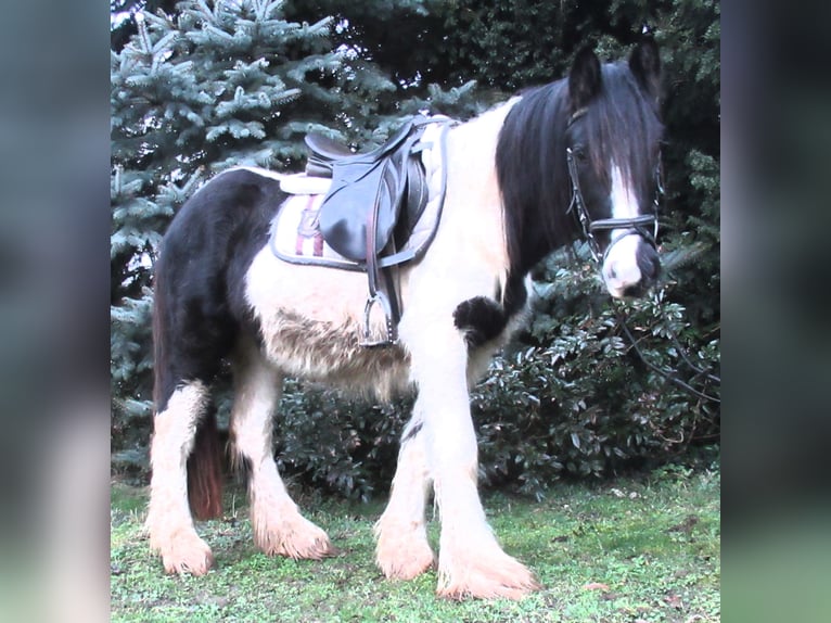 Cob Irlandese / Tinker / Gypsy Vanner Giumenta 3 Anni 135 cm Pezzato in Velpke