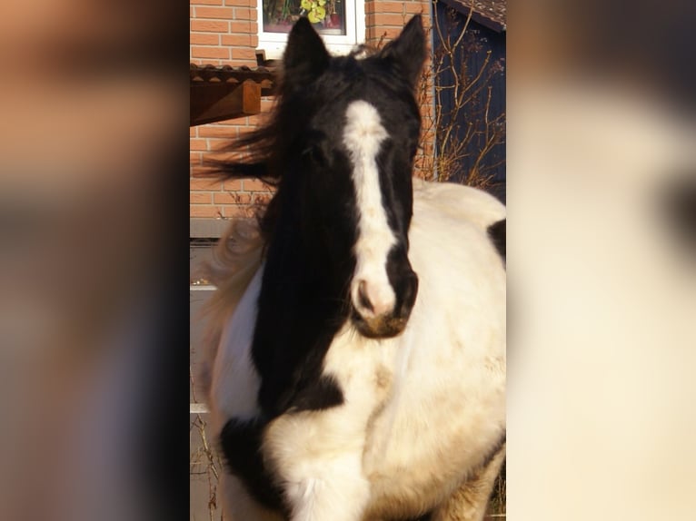 Cob Irlandese / Tinker / Gypsy Vanner Giumenta 3 Anni 135 cm Pezzato in Velpke