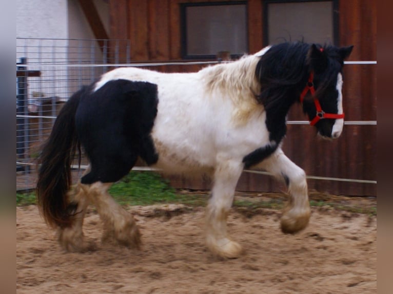 Cob Irlandese / Tinker / Gypsy Vanner Giumenta 3 Anni 135 cm Pezzato in Velpke